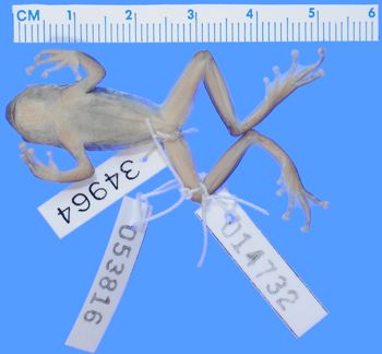 Media type: image; Herpetology A-34964